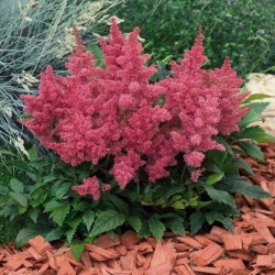 Astilbe arendsii hybrid