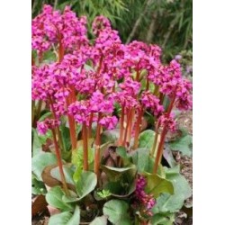 Bergenia cordifolia winterglut