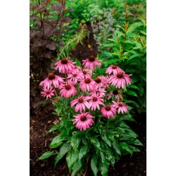 Echinacea prairie splendor...