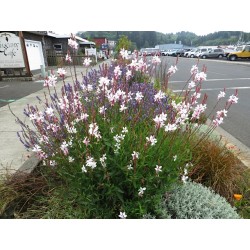 Gaura biela