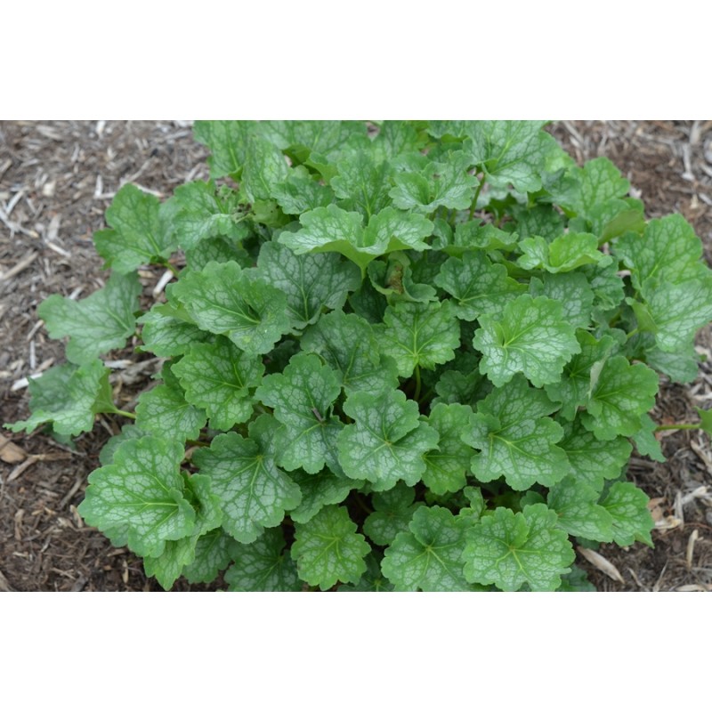 Heuchera Americana Dales Strain