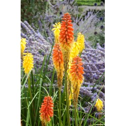 Kniphofia