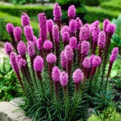 Liatris