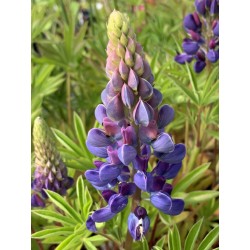 Lupinus