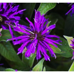 Monarda