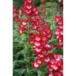 Penstemon Phoenix