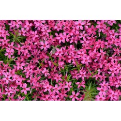 Phlox