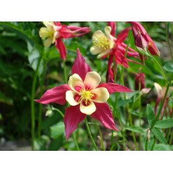 Aquilegia