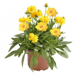 Coreopsis