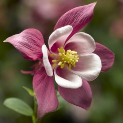 aquilegia