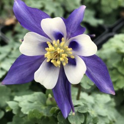 aquilegia