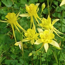 aquilegia