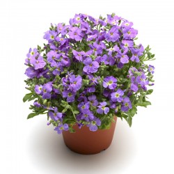 aubrieta