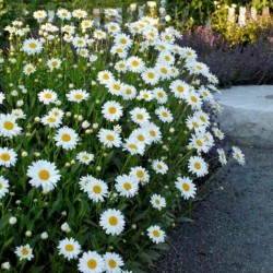 Leucanthemum