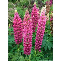 lupinus