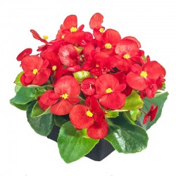 begonia