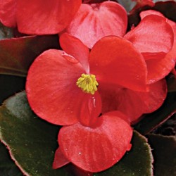 begonia