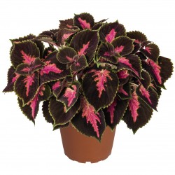 Coleus