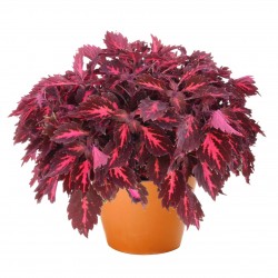 Coleus