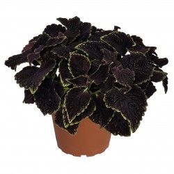 Coleus