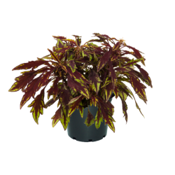 Coleus