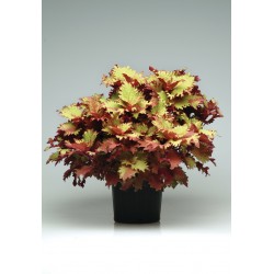 Coleus