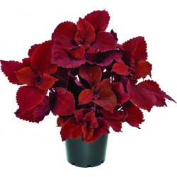 Coleus