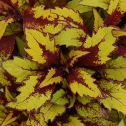 Coleus