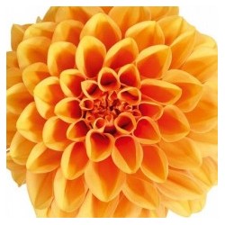 Dahlia