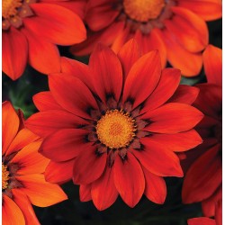 Gazania