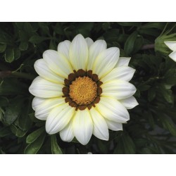 Gazania