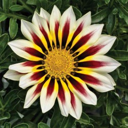 Gazania