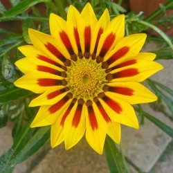 Gazania