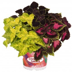 Coleus 3v1