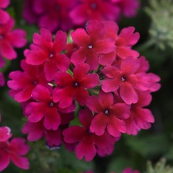 Verbena