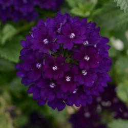 Verbena