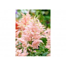 Astilbe arendsii hybrid