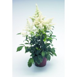 Astilbe arendsii hybrid