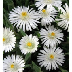 Delosperma