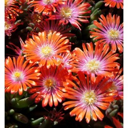 Delosperma