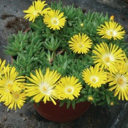 Delosperma