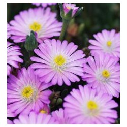 Delosperma