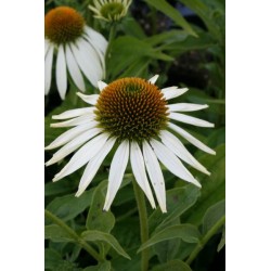 Echinacea prairie splendor...