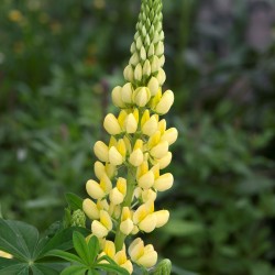 Lupinus