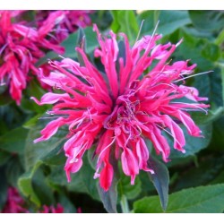 Monarda