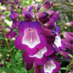 Penstemon Phoenix