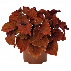 Coleus