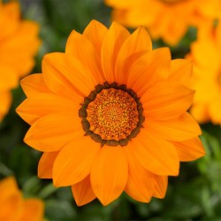 Gazania